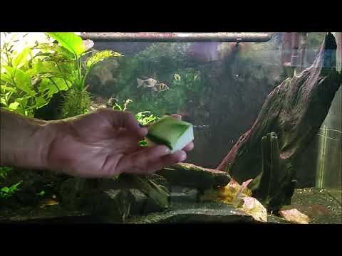 A "Magic" Way To Clean Your Aquarium Glass; Even Green Spot Algae