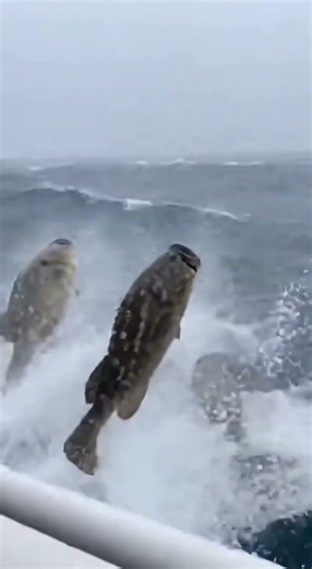 5 Insane Seconds Giant Grouper SLAMS Fisherman! You Won't BELIEVE What Happens Next!