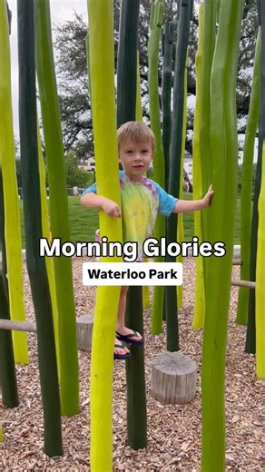 7.9K views · 24 reactions | ☀️ Morning Glories is back at...