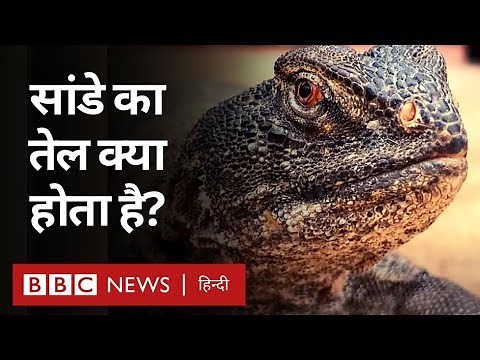 सांडे का तेल क्या होता है, कहां से आता है और इसके क्या फ़ायदे हैं? (BBC Hindi)