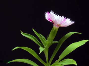 Sweet William flower blooming time-lapse