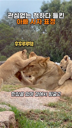 관심없는척하다 들킨 아빠사자의 표정