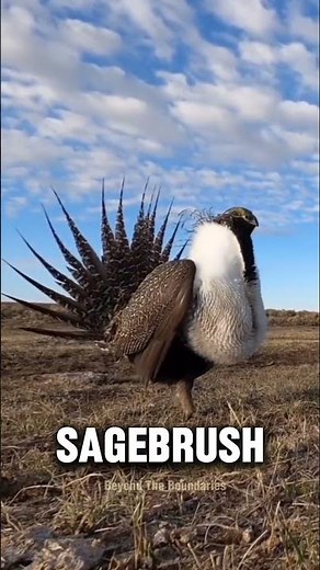This Bird’s Dance Will Blow Your Mind 🐦 | Greater Sage Grouse