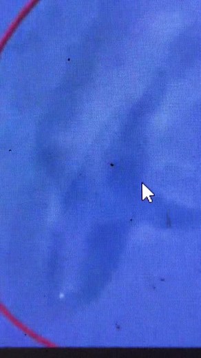 Google earth accidentally captured a giant shark on the coast of Sydney australia #googleearth #giantshark #sydney #australia #coast #wtf #scary #googlemaps #hiddenongoogleearth #hiddenongoogleearth #googlestreetview