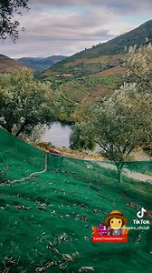 Mais um dia de Azeitona🥰 Quinta do Noval #camytransmontana | Camila Ferreira