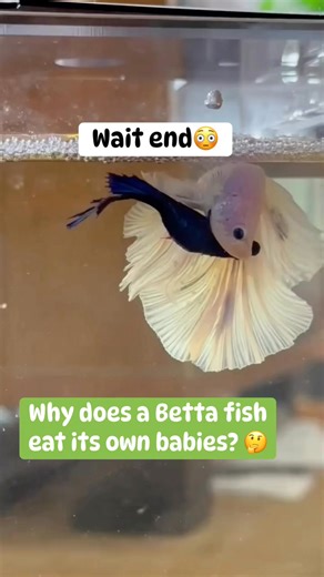1.5K views · 15 reactions | #freshwaterfish #FishTank #bettafish #aquarium #fypシ゚viralシfypシ゚ #aquariumhobby #fypageシ #tropicalfish #fish | Aqua Ceylon International | Facebook