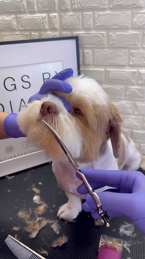 Expert Dog Grooming Tips for Shih Tzus