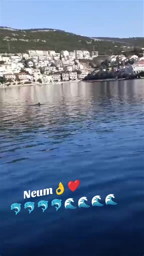 Dolphin Watching and Fishing in Neum