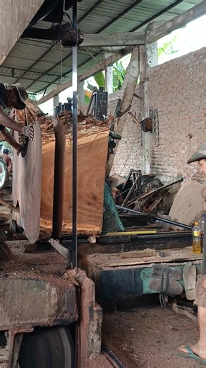 114K views · 252 reactions | The Wood Slabs Split from a Giant Tree Are Amazing! #fblifestyle #sawmill #wood #woodworking #woodslabs #fyp #viral #trending #reels #travel #trendingreels #diyproject #diy #USA #AMERICA #SWEDIA #BENGALI | Bola Voli Go | Facebook