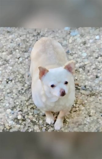 💔If you've ever lost a dog you loved, you know the feelings our Rover family has been experiencing over the last month. 😞We've had to say our final goodbyes to Duke, Maypo, Blue, Cubby and M'Lynn. All 5 of these dogs spent the last several years with us, while we search for the perfect family for each and every animal in our care. 🫶As we grieve these hard losses with you all, we encourage you to take the time to meet the ones that might have a little more grey in their faces when you're looki