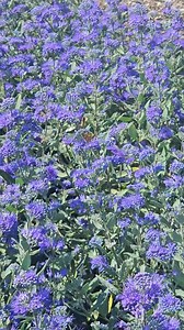 13 reactions | Caryopteris (Bluebeard) is a delight in September! This perennial attracts pollinators, helping them continue to thrive in late summer/early fall when many flowers have stopped blooming. Plant in full sun locations; 2 varieties available: 'Beyond Pink'd' 'Dark Knight' (shown) 3g pots $35! | Riverbend Nurseries | Facebook