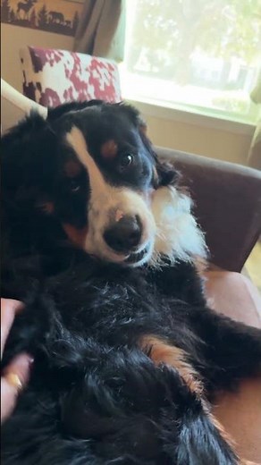 Back Talking Bernese…. Kodiak Scheer