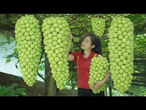 TIMELAPSE -- Harvesting 1000+ Giant Green Grapes, Go to Market Sell | Countryside Life