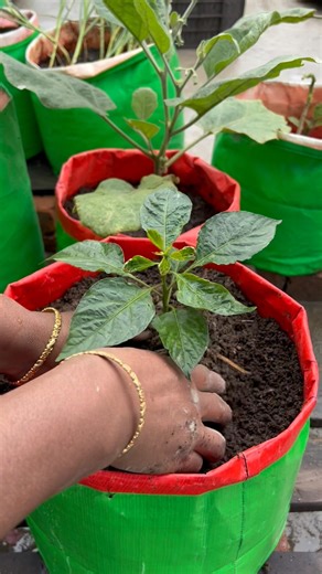 Planting capsicum in home using garden bag compost soil #capsicum #gardening #garden #roomtogrow