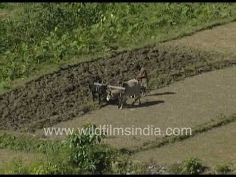 Rural Life in Nepal with farmers ploughing and harvesting crops with a bull: Archival 1990's footage