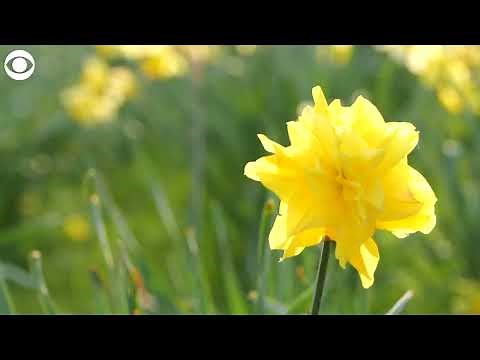 One million daffodils in bloom in St. James's Park in London