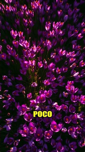 Saffron: The Priciest Food! 💰