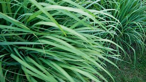 Is Lemongrass a Perennial? Plus, How to Overwinter This Herb
