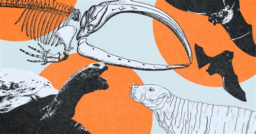 What the Longest-Lived Animals Can Teach Us About Aging