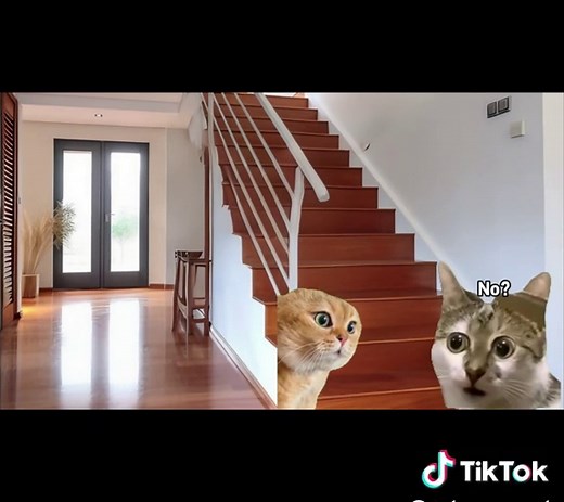 Funny Cat Memes to Brighten Your Day