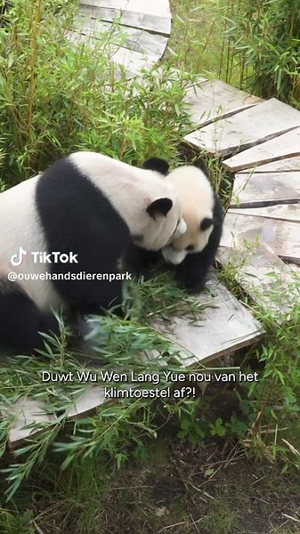 Reuzenpanda's: Kampioenen in Vallen en Stoeien!