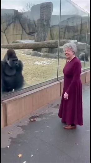 Grandma Does a Handstand at the Zoo — Gorilla Reaction Goes Viral 🦍 #gorilla #funnyanimals #zoo #animals #funnyvideos
