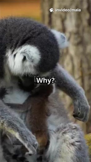 Zoo Animals Hit by Toxoplasma 🦠: Lemurs 🐒 & Peafowl 🦚 #worldresearchawards #scienceawards