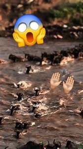 La gran migración de Ñus 🙌🏼😱 #ñu #animales #animals | Naturaleza Salvaje