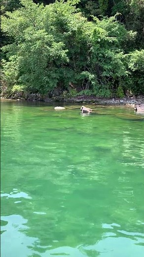 大自然を感じられる滋賀県琵琶湖の北湖の島！！