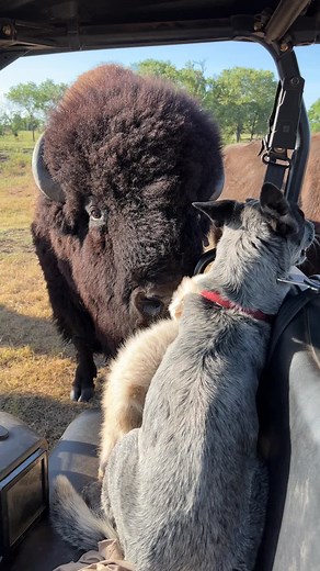 Dusty Baker on TikTok
