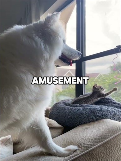 The dog and the cat are forever best friends.🐈🐕#shorts