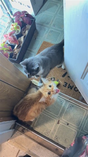 Mushroom and Ravioli on Instagram: "Here’s a little glimpse into feeding time with Ravioli. He is insane and acts like he hasn’t eaten in 2 weeks (he eats every 2 hours). No wonder he keeps losing his voice! (Don’t mind the mess- I was unpacking my Amazon boxes) *Editing to add for people who don’t know his history since I’ve already started getting bad comments- he is under the care of the very best doctors and he eats every 2 hours and is VERY well cared for. He is just a silly orange cat who