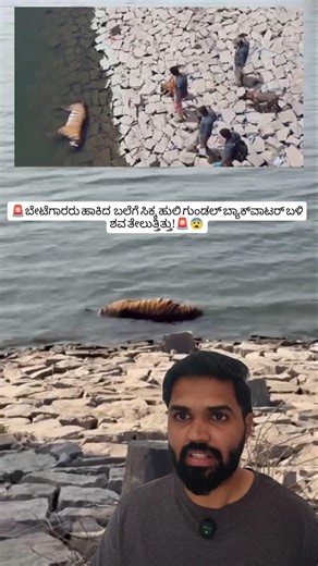 Tiger Found Dead Near Gundal Reservoir | Chamarajanagar Shocking Wildlife Incident 🐅 #shorts