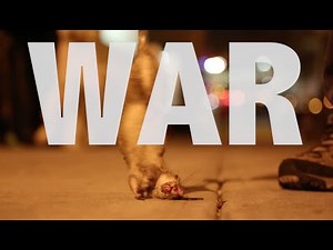 'Unlike Anything I've Ever Seen': Mike Rowe Describes His Wild Night With Rat-Hunting Dogs In NYC