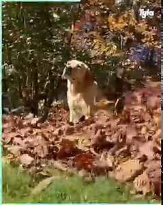 398K views · 18K reactions | No leaf pile is safe around Stella...  Dog Named Stella | Tyla | Facebook