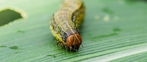 Armyworm