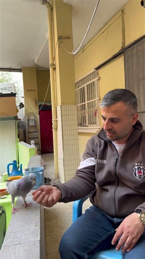 Elde Güvercin Besleme #shorts