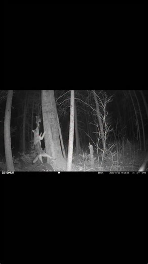 @justushuntingg | 🐺...trail camera footage of a lifetime! Young wolf jumping and pulling at some hung up bait -Zippy #Justushunting #getoutdoors... | Instagram