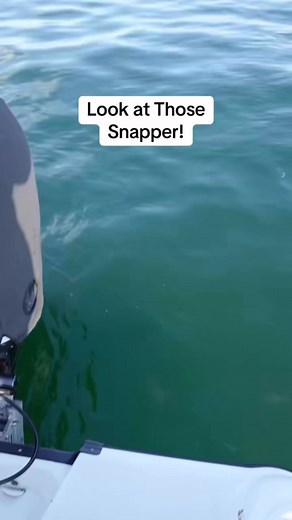 Look at all of those snapper right behind the boat at Skyway Bridge! #tampabay #grouperfishing #tampabay | Groupermvp