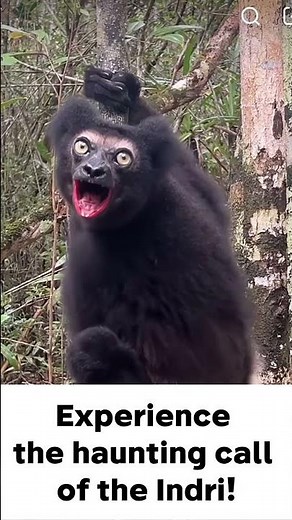 The Indri's Astonishing Call: A Lemur That Shakes the Jungle! #Viral #shortsvideo