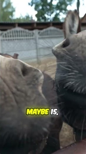 Donkey Baseball?! You won't believe this crazy game!