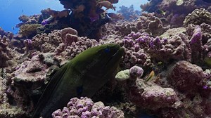 Java Moray Eel over on the coral reef in the pass of Tiputa of the Atoll of Rangiroa in the French Polynesia in the middle of the South Pacific