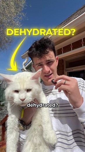 PETKIT Eversweet Ultra: Fountain for Healthier Cats