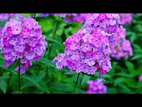 Best Landscape Flowers for Tennessee – Family Plot