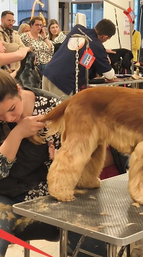 5.1K views · 51 reactions | Zoé mioche - meilleur apprenti de France (Salon toilettage en or by Zoé) & Twist and shout Of Shaggy Love Justine Bec - professeur à St Gervais d'Auvergne ( Salon Bulles de Noé ) & Pretty Girl Of Shaggy Love #cockeranglais #cockerspaniel #toilettageprofessionnel #toilettagecanin #championnatdefrance | English Cocker Spaniel Of Shaggy Love | Facebook