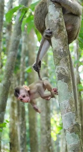This crazy monkey is out of control! 😂. #Nature #AnimalMoments #MonkeyLife #FunnyMonkey #CrazyMonkey #charity #WildMonkey | Monkey Animals