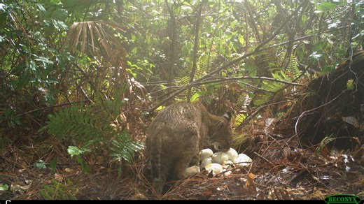 Rare video captures Florida bobcat raiding Everglades python nest in invasive species war