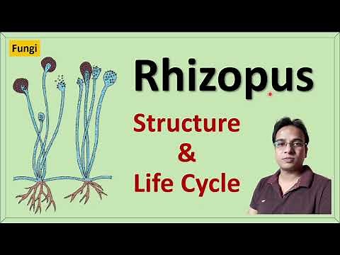 Rhizopus | Structure | Reproduction and Life cycle | Zygomycetes