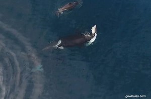 Killer whales prove that once and for all they live up to their name by feasting on a shark in a rare drone video. http://4.nbcla.com/uOUC31O Courtesy: Monterey Bay Whale Watch | NBC LA