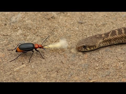 War Tactics: 10 Unbelievable Defense Strategies in the Animal Kingdom